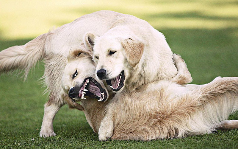 Dog park safety