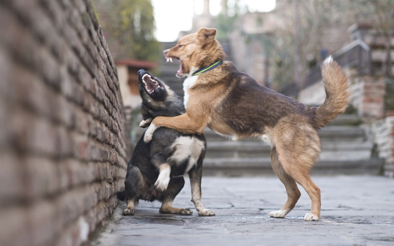 Dog park aggression