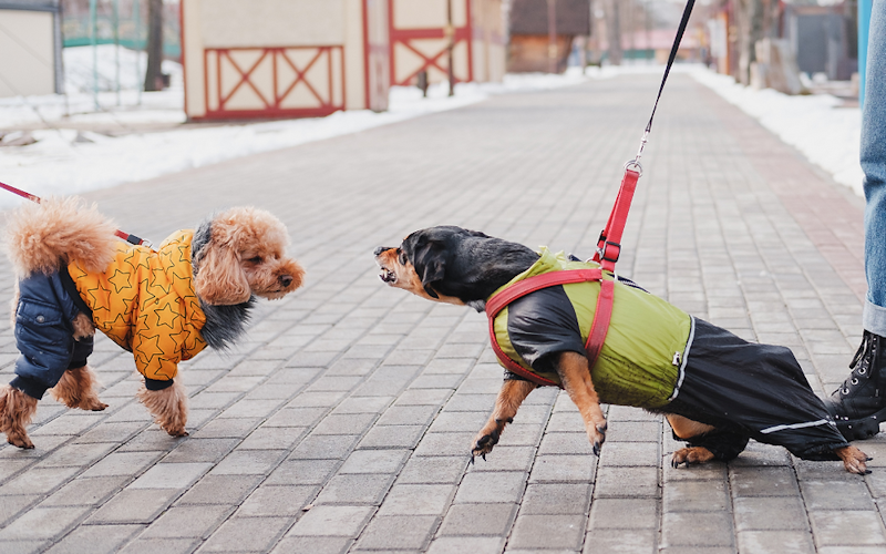 Dog barking at other dogs