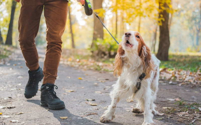 Dog socialization issues