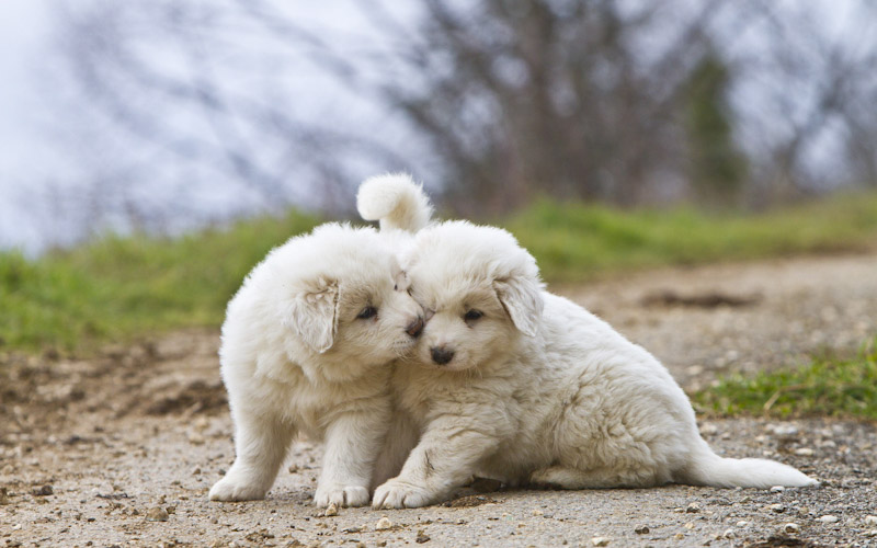 Great Pyrenees aggression