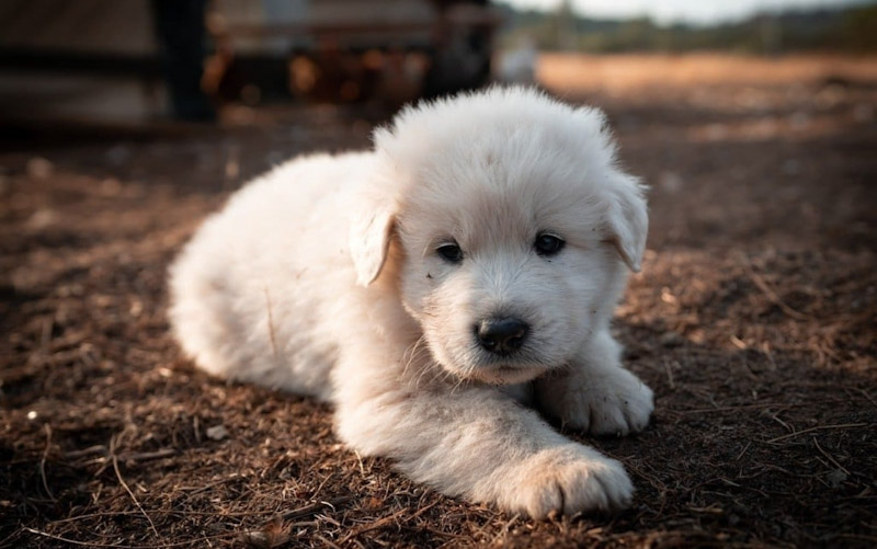 Great Pyrenees behavior problems