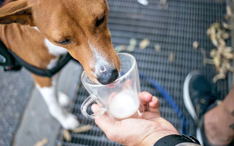 Oat milk benefits for dogs