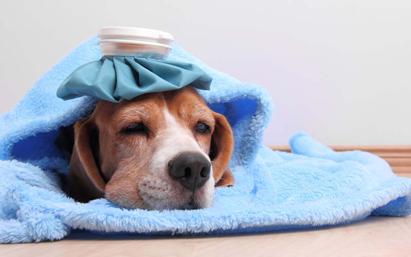 Home remedies for dog congestion