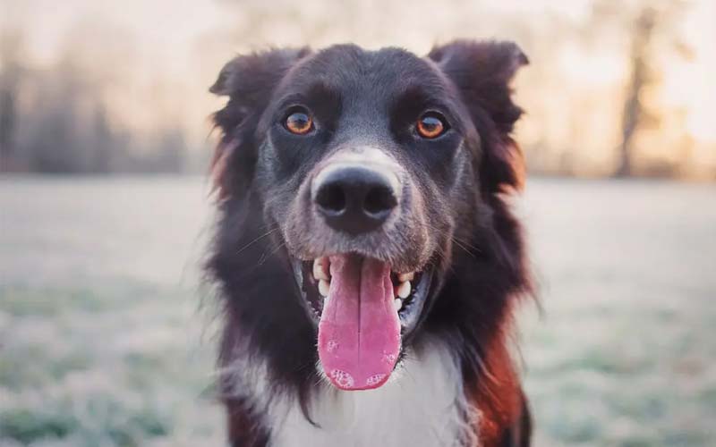 Pale Dog Tongue