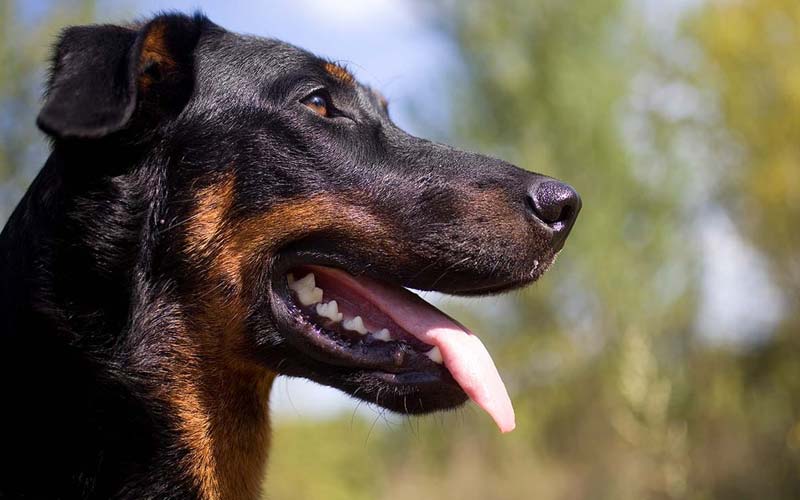 Dog Tongue Color Changes