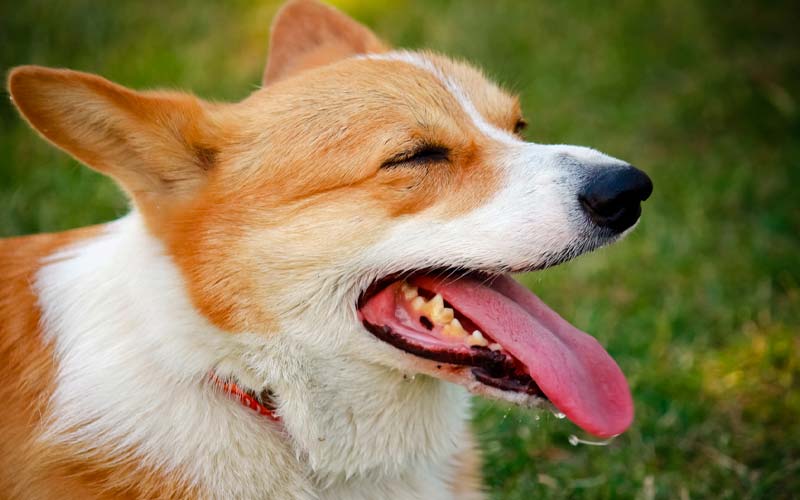 Pale Tongue in Dogs