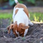 Dog digging behavior