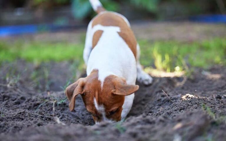 Dog digging behavior