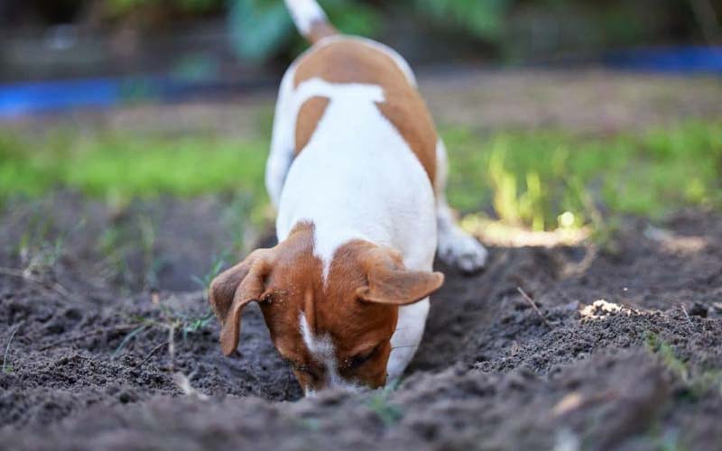 Dog digging holes