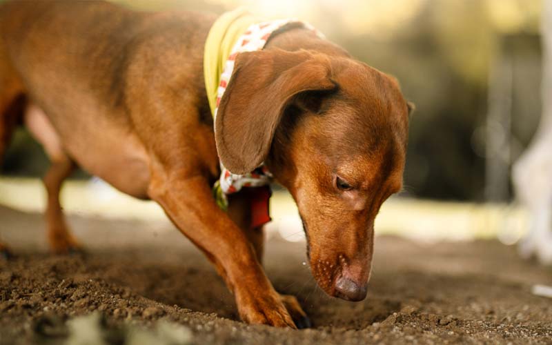 Dog digging behavior