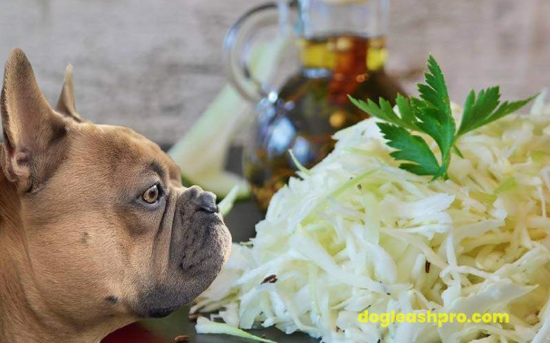 Is coleslaw safe for dogs?