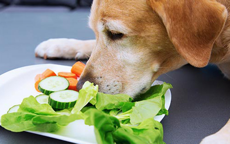 Can dogs eat coleslaw?