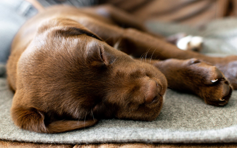 Puppy sleep importance