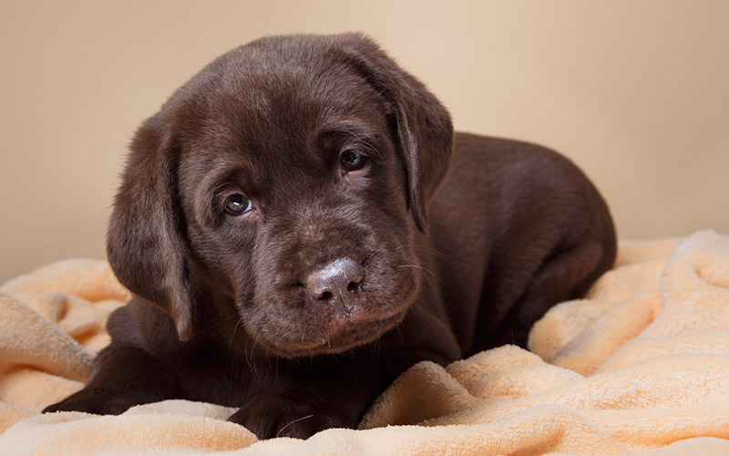 How long do puppies sleep