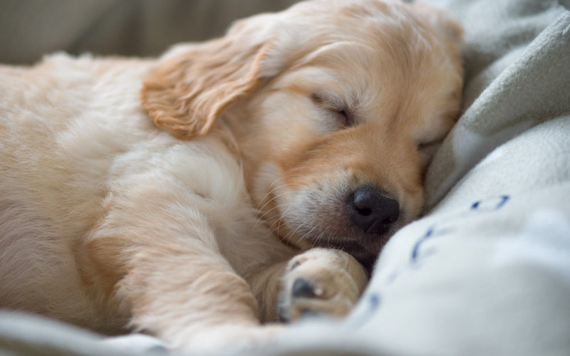 When do puppies sleep through the night