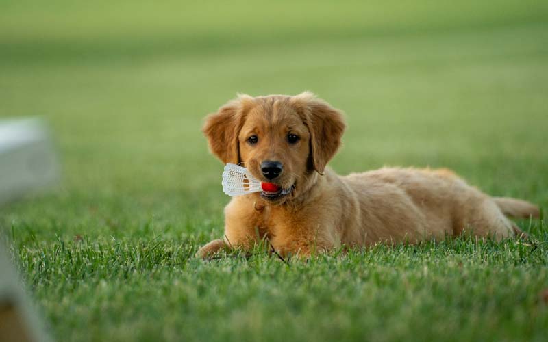 Puppy not listening