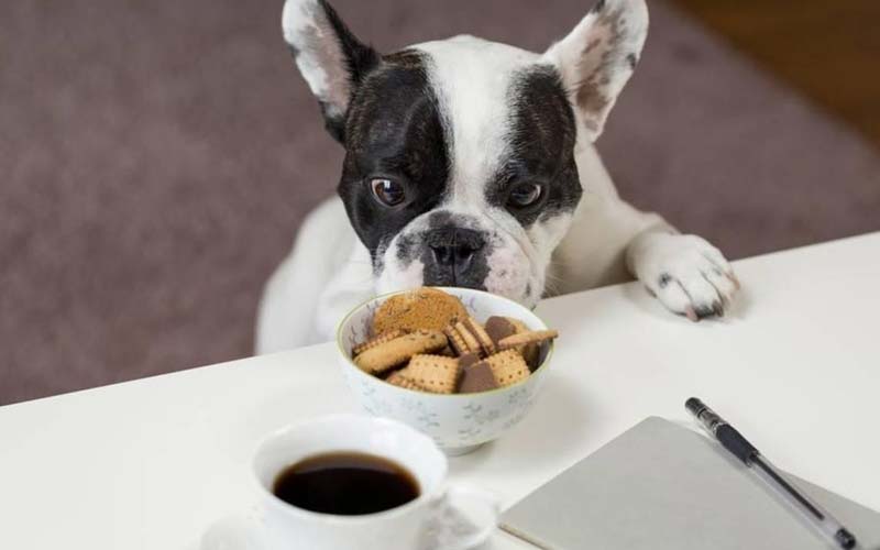 Positive reinforcement puppy training