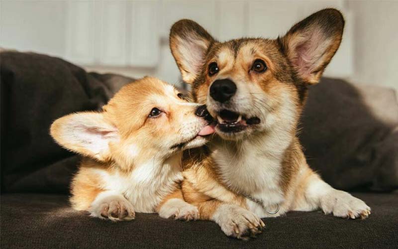 How to train a puppy to listen