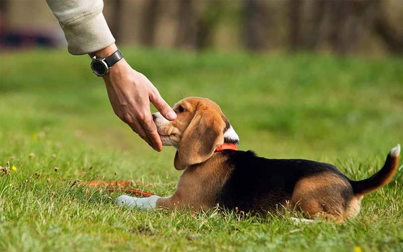 Puppy training