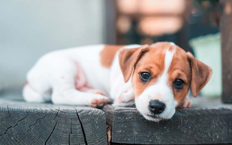 Soothing a crying puppy