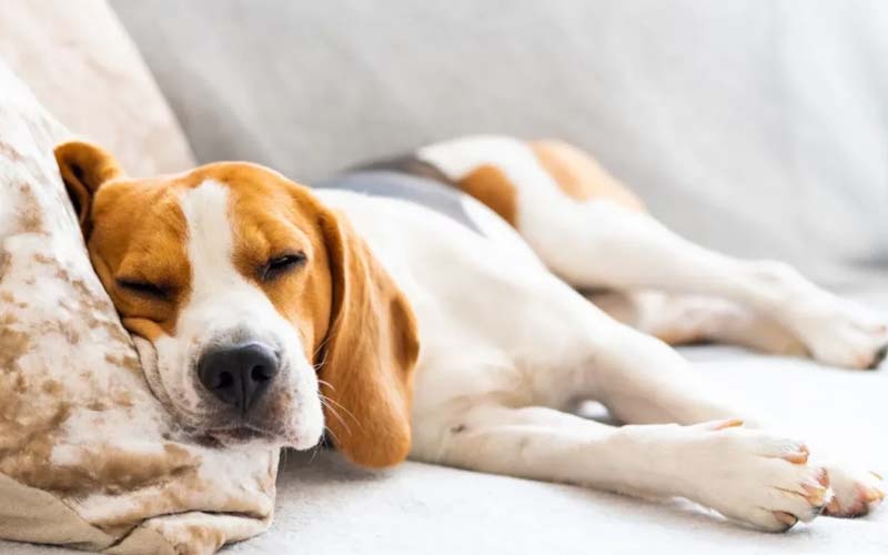 Dog sleep behavior