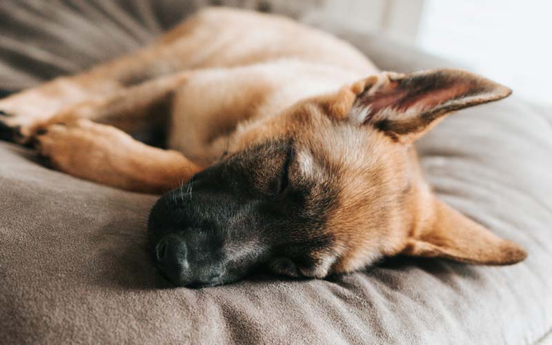 Dog sleep disorders