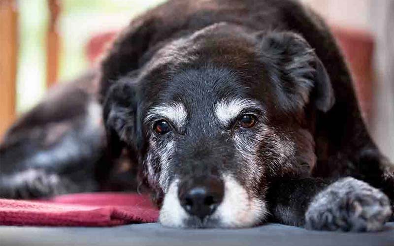 Senior dog health