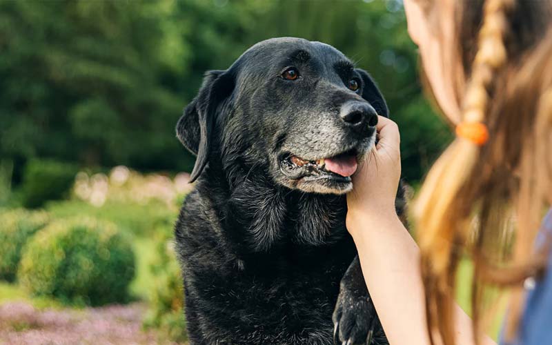 Canine cognitive decline