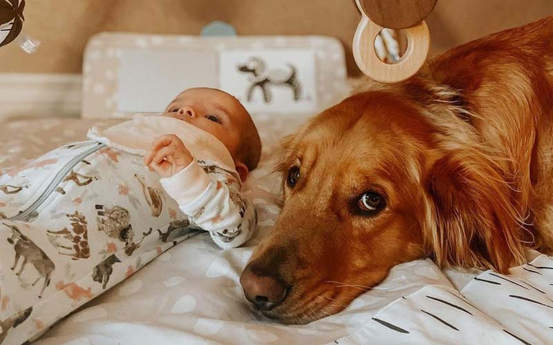 Dogs and newborns