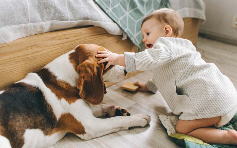 Introducing baby to dog