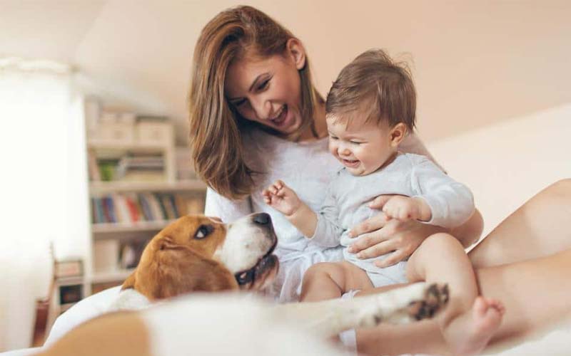 Dog behavior new baby