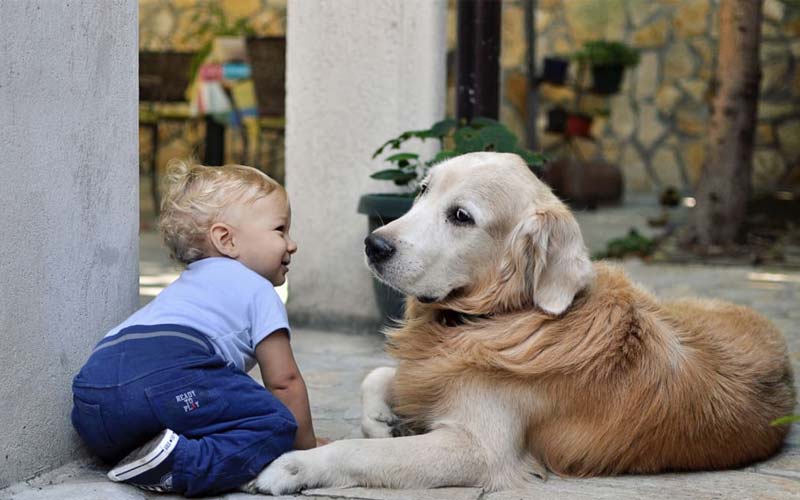 Can dogs be jealous of babies?