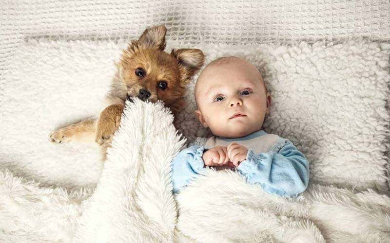 Dog and baby bonding