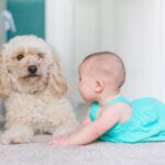 Can dogs be jealous of babies?