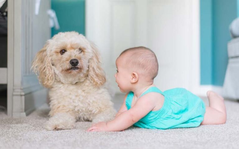 Can dogs be jealous of babies?