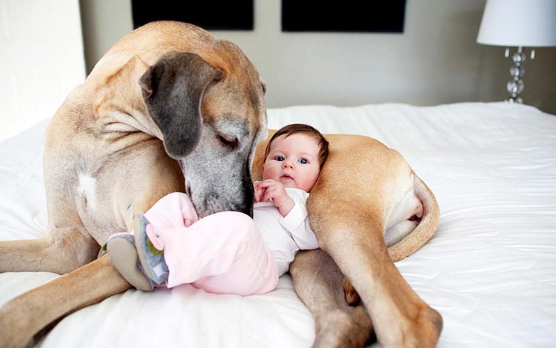 Dog jealous of baby behavior