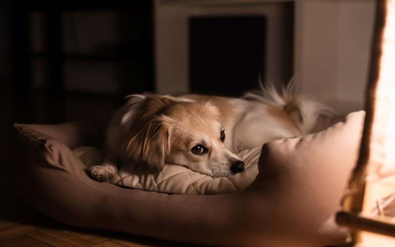 Nighttime water for puppies