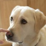 Can dogs sense illness