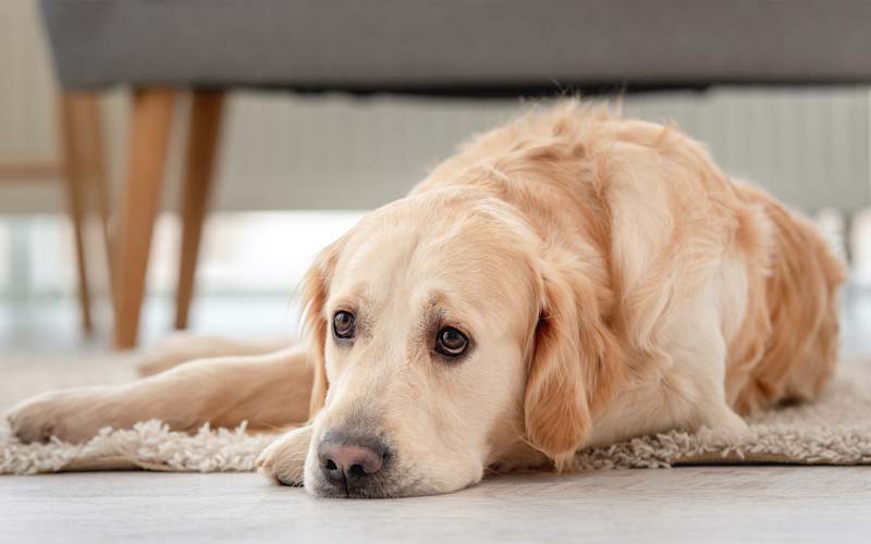 Dog depression symptoms