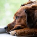 Dog depression symptoms