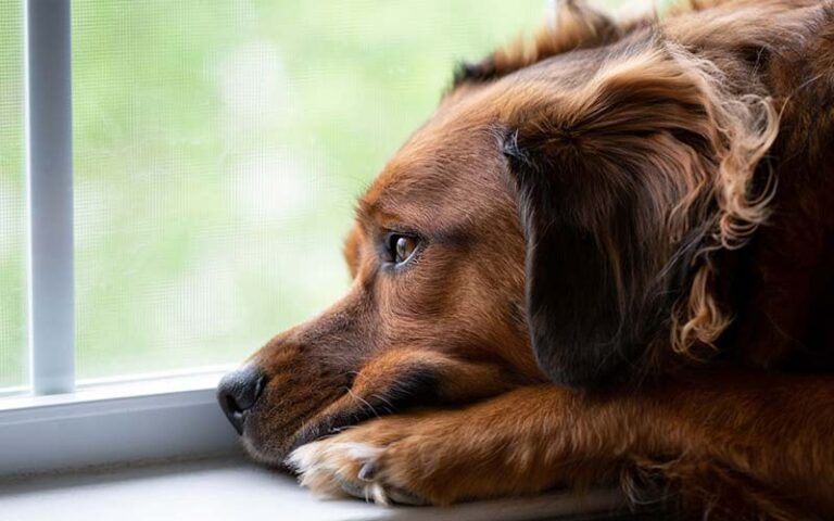 Dog depression symptoms