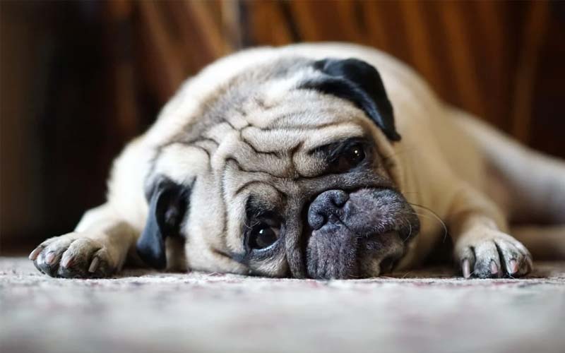 Signs of depression in dogs