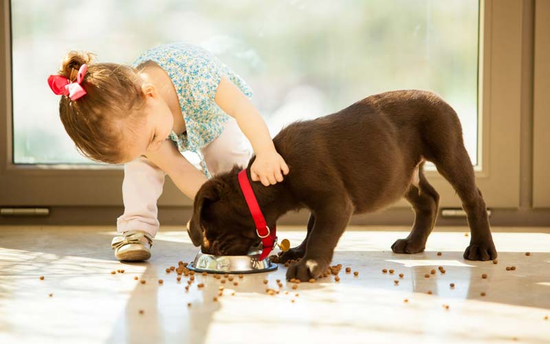 Dog growling at baby