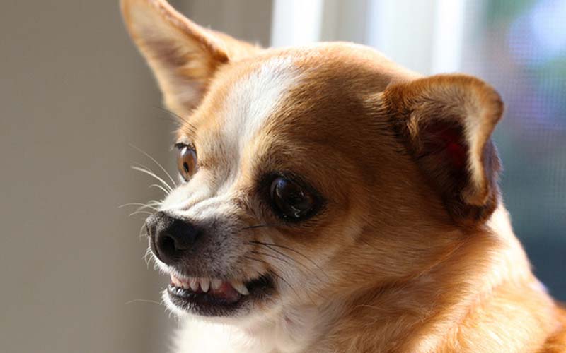 Dog growling at newborn