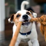 Puppy training mistakes