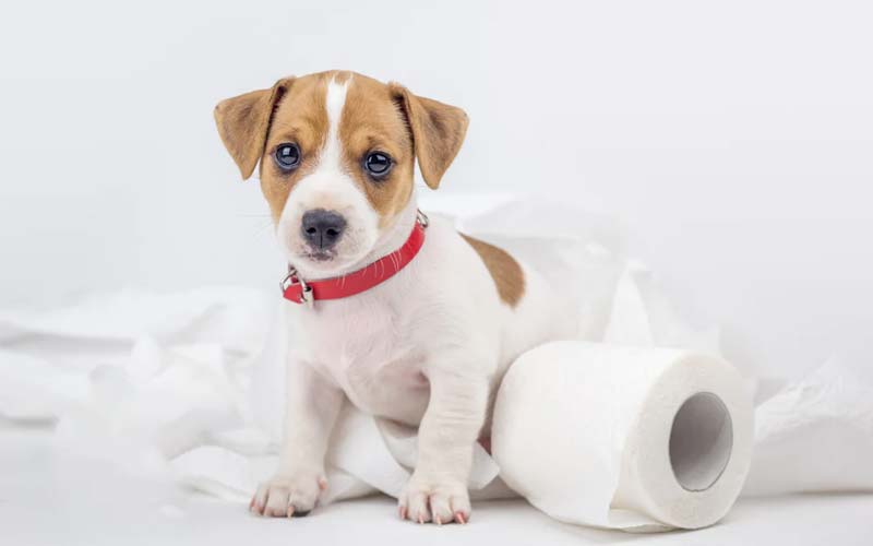 Common puppy training errors