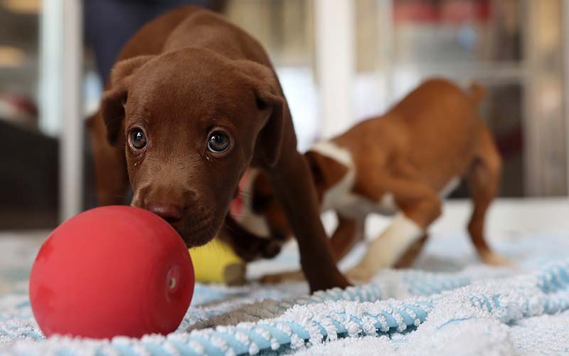 Training puppy what not to do