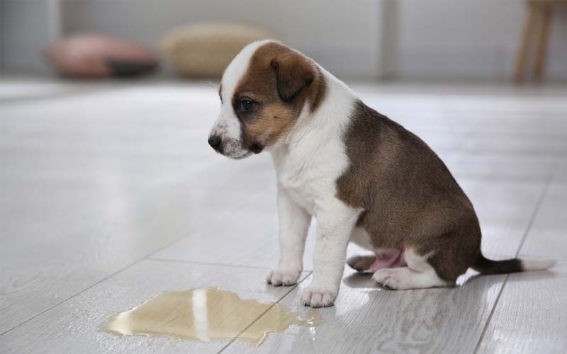 Avoid mistakes puppy training