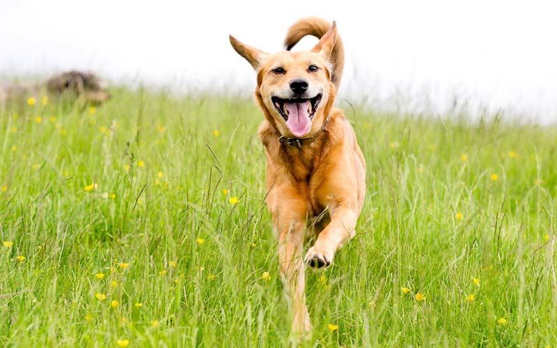 Happy tail dog treatment